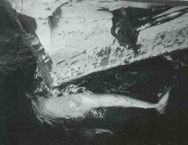 THE WHALE - 20 MAY 1945
